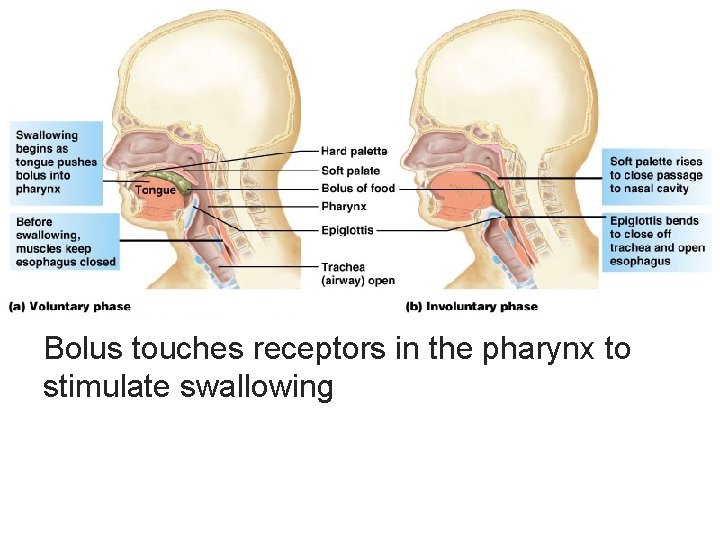 Bolus touches receptors in the pharynx to stimulate swallowing 