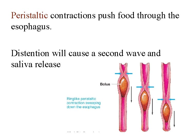 Peristaltic contractions push food through the esophagus. Distention will cause a second wave and