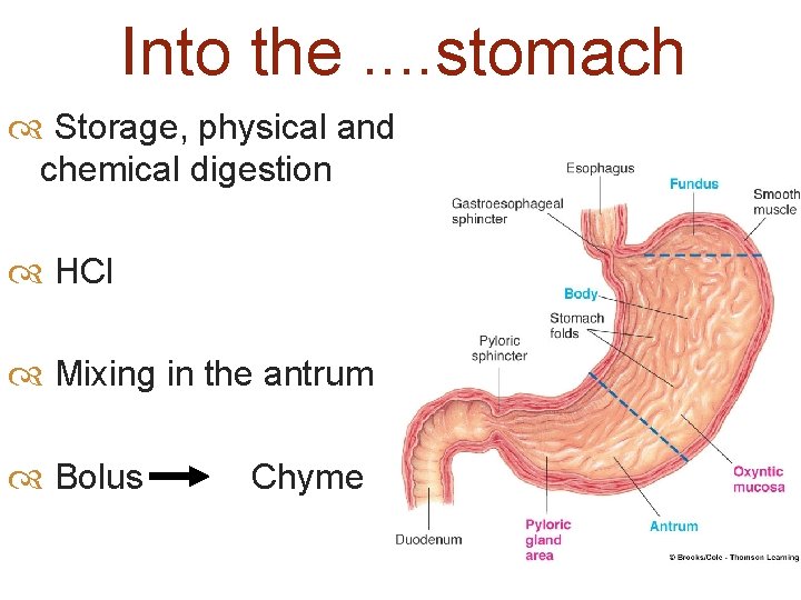 Into the. . stomach Storage, physical and chemical digestion HCl Mixing in the antrum