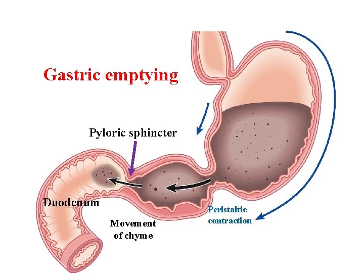 Gastric emptying Pyloric sphincter Duodenum Movement of chyme Peristaltic contraction 