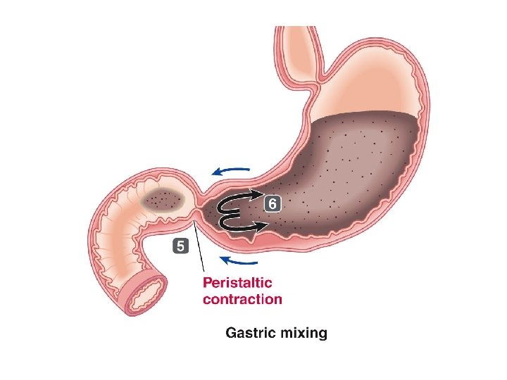 Peristaltic contraction 