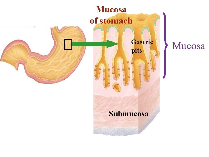 Mucosa of stomach Gastric pits Submucosa Mucosa 