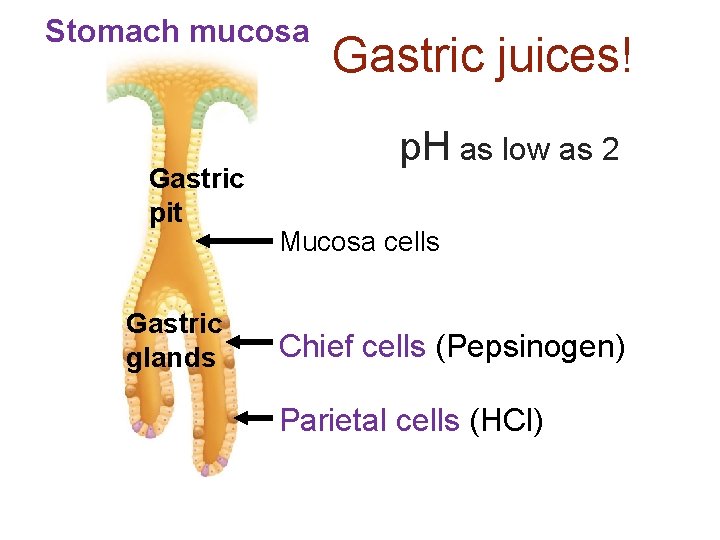 Stomach mucosa Gastric pit Gastric glands Gastric juices! p. H as low as 2