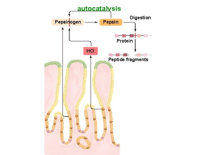 autocatalysis Pepsinogen Pepsin Digestion Protein HCI Peptide fragments 