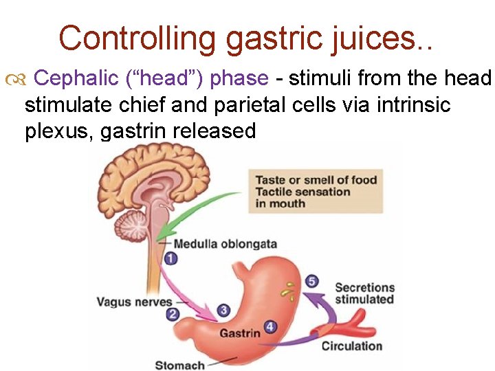 Controlling gastric juices. . Cephalic (“head”) phase - stimuli from the head stimulate chief