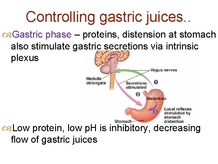 Controlling gastric juices. . Gastric phase – proteins, distension at stomach also stimulate gastric