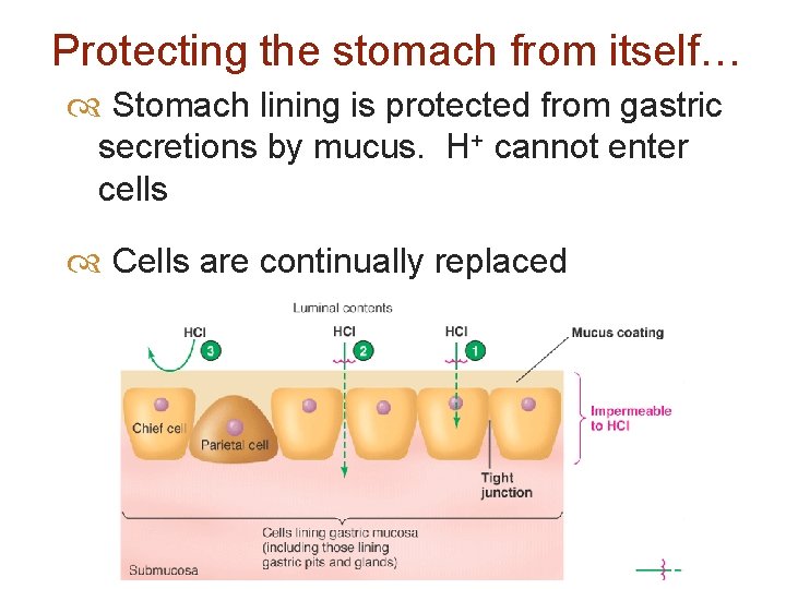 Protecting the stomach from itself… Stomach lining is protected from gastric secretions by mucus.