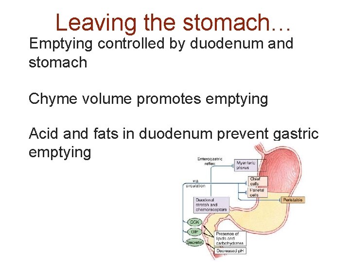 Leaving the stomach… Emptying controlled by duodenum and stomach Chyme volume promotes emptying Acid