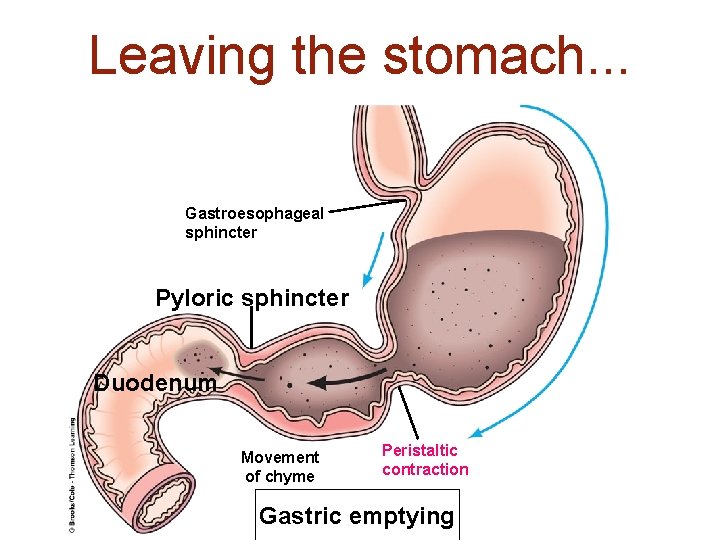 Leaving the stomach. . . Gastroesophageal sphincter Pyloric sphincter Duodenum Movement of chyme Peristaltic