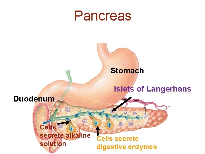 Pancreas Stomach Islets of Langerhans Duodenum Cells secrete alkaline Cells secrete solution digestive enzymes