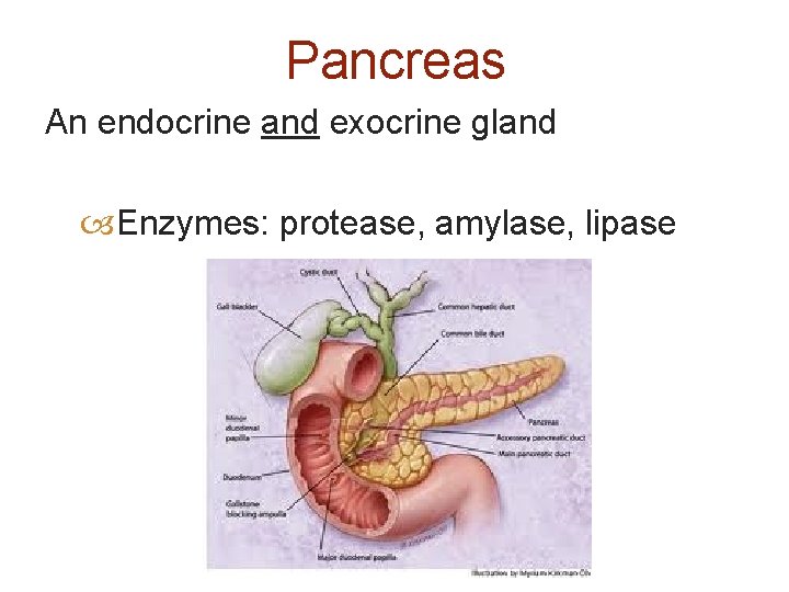Pancreas An endocrine and exocrine gland Enzymes: protease, amylase, lipase 
