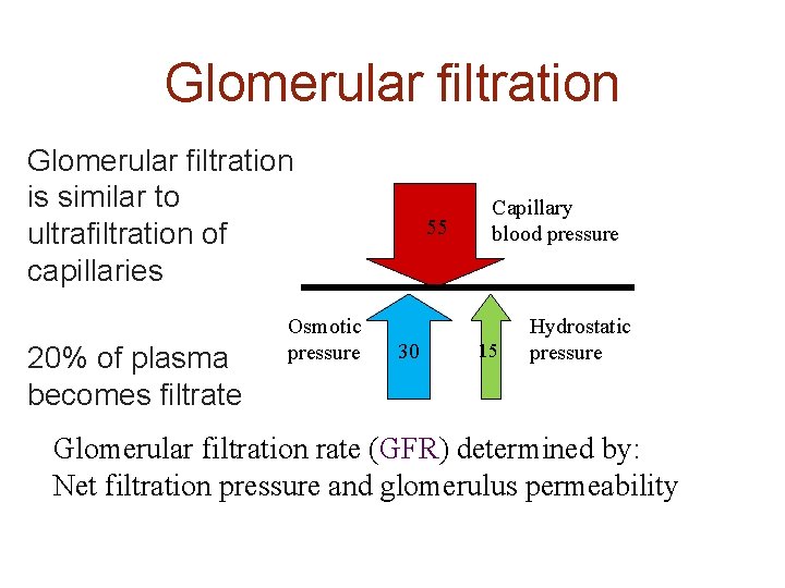 Glomerular filtration is similar to ultrafiltration of capillaries 20% of plasma becomes filtrate Osmotic