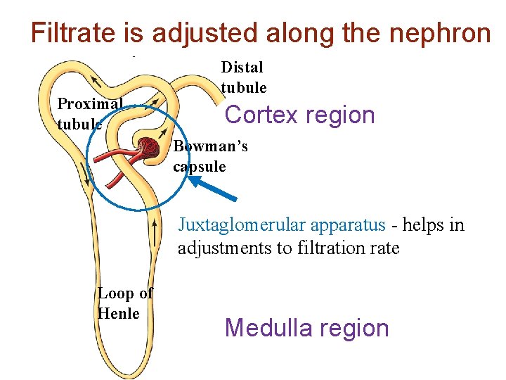 Filtrate is adjusted along the nephron Proximal tubule Distal tubule Cortex region Bowman’s capsule