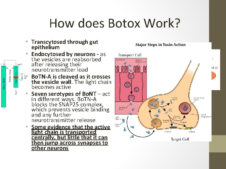 How does Botox Work? • Transcytosed through gut epithelium • Endocytosed by neurons -