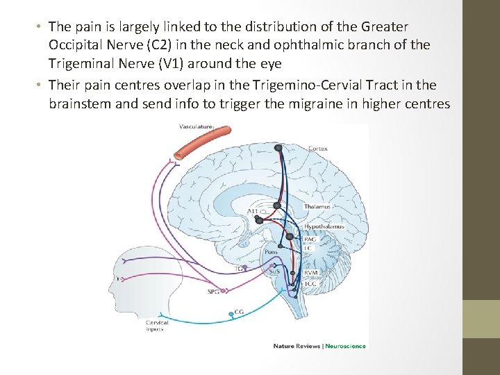  • The pain is largely linked to the distribution of the Greater Occipital