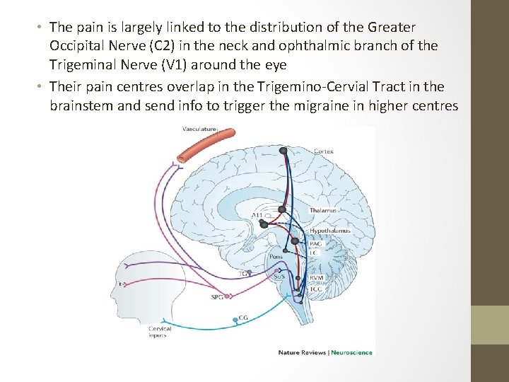  • The pain is largely linked to the distribution of the Greater Occipital