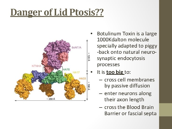 Danger of Lid Ptosis? ? • Botulinum Toxin is a large 1000 Kdalton molecule