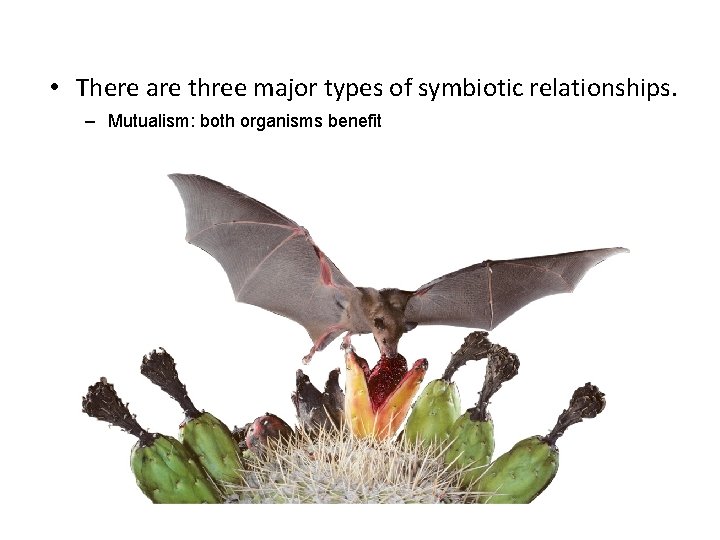  • There are three major types of symbiotic relationships. – Mutualism: both organisms