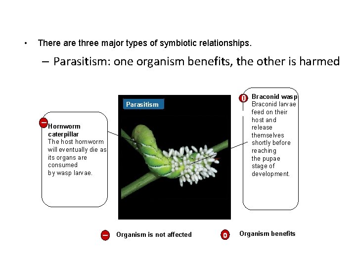  • There are three major types of symbiotic relationships. – Parasitism: one organism