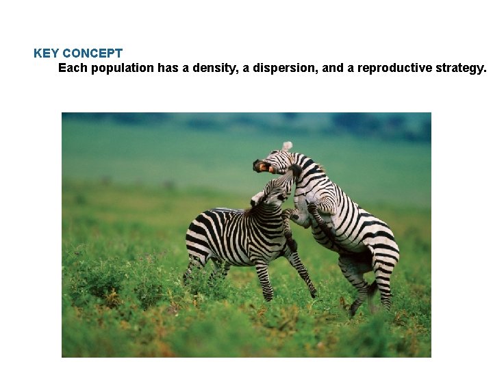 KEY CONCEPT Each population has a density, a dispersion, and a reproductive strategy. 