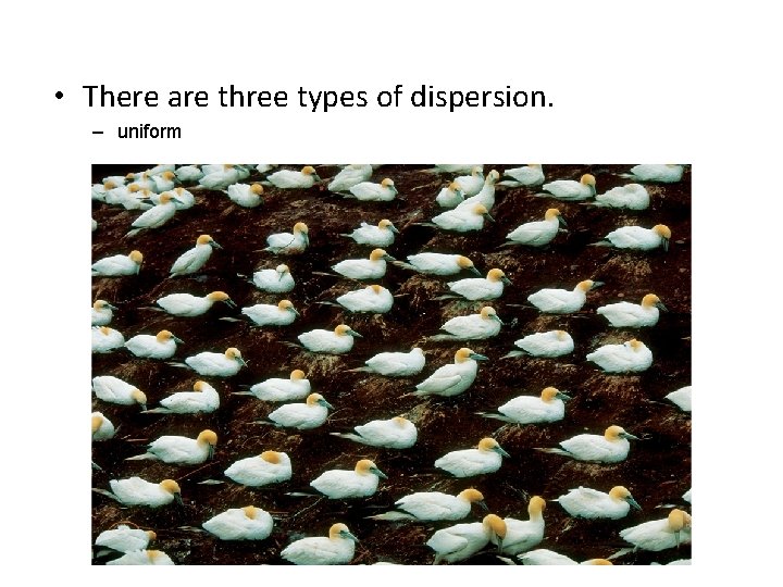  • There are three types of dispersion. – uniform 