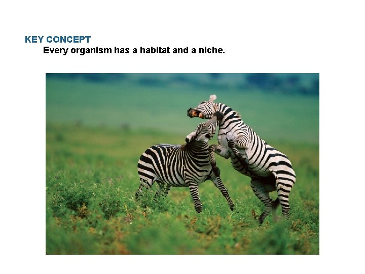 KEY CONCEPT Every organism has a habitat and a niche. 