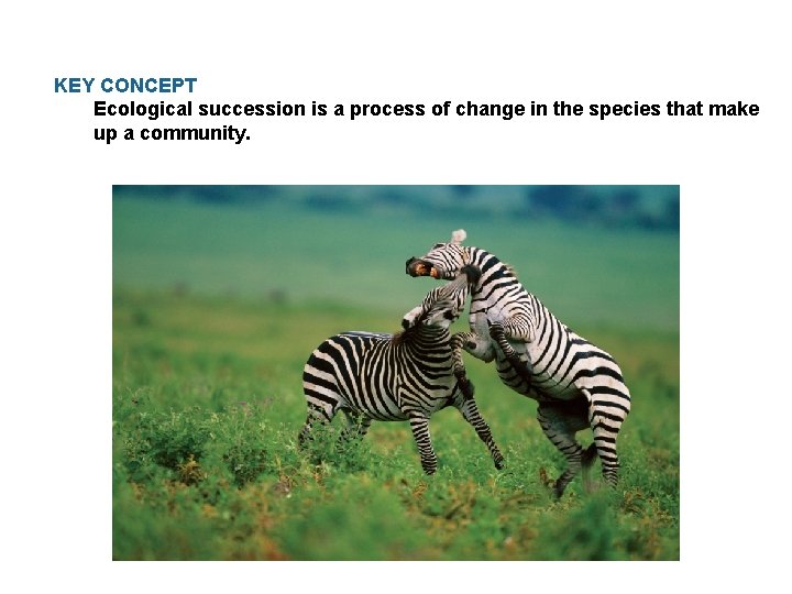 KEY CONCEPT Ecological succession is a process of change in the species that make