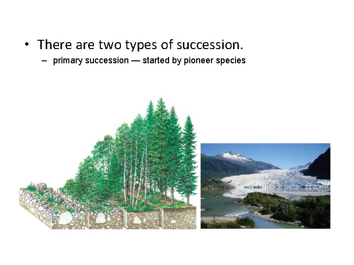  • There are two types of succession. – primary succession — started by