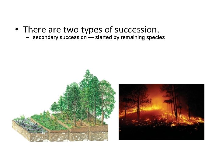  • There are two types of succession. – secondary succession — started by