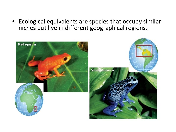  • Ecological equivalents are species that occupy similar niches but live in different