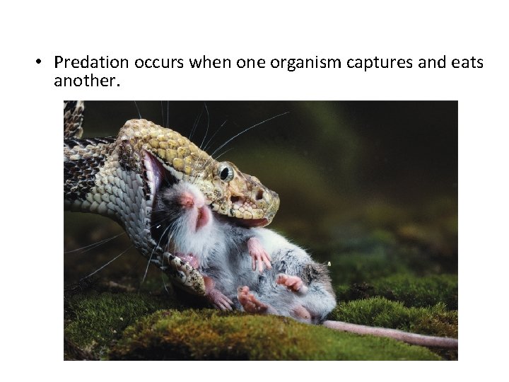  • Predation occurs when one organism captures and eats another. 