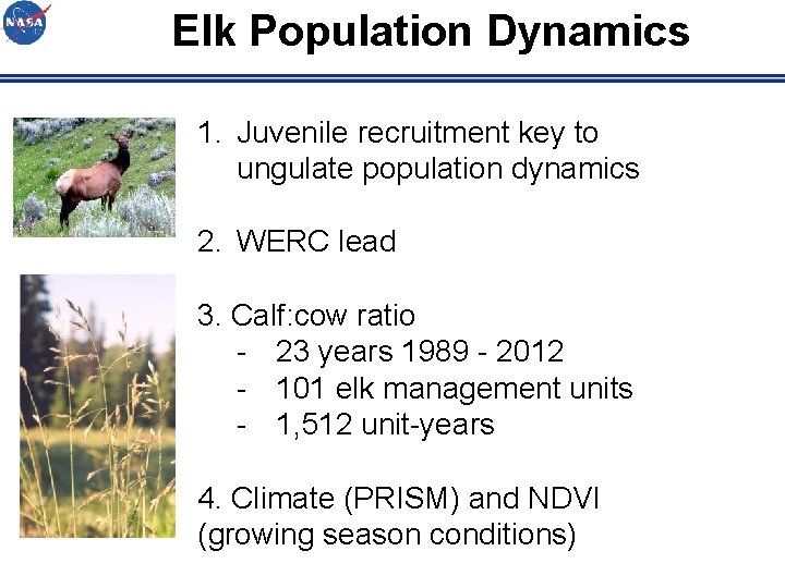 Elk Population Dynamics 1. Juvenile recruitment key to ungulate population dynamics 2. WERC lead