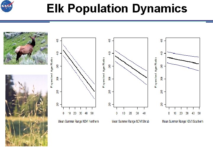 Elk Population Dynamics 