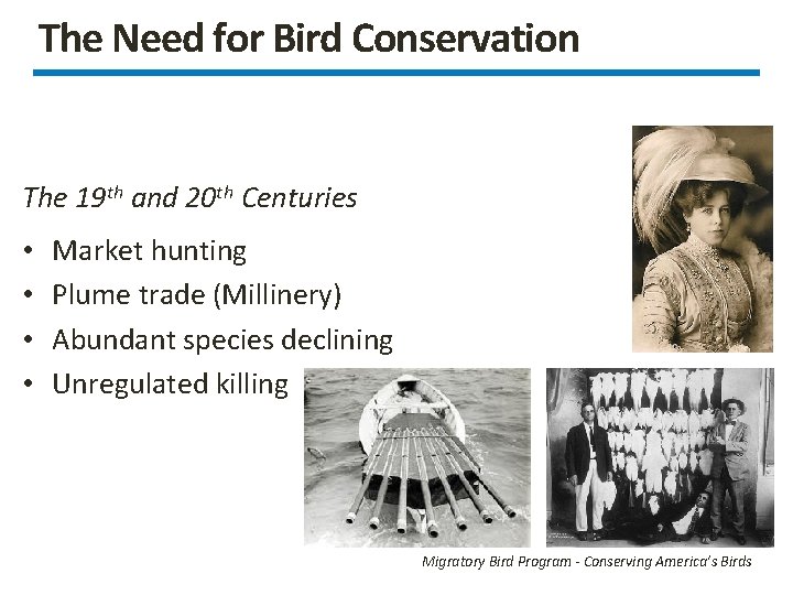 The Need for Bird Conservation The 19 th and 20 th Centuries • •