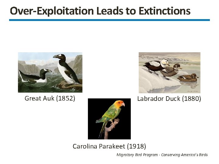 Over-Exploitation Leads to Extinctions Great Auk (1852) Labrador Duck (1880) Carolina Parakeet (1918) Migratory