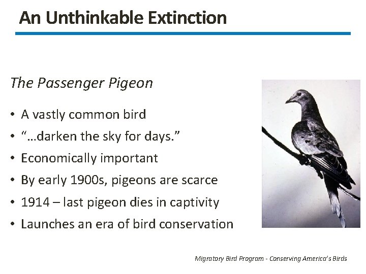An Unthinkable Extinction The Passenger Pigeon • A vastly common bird • “…darken the