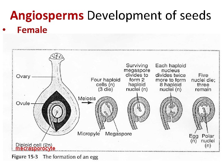 Angiosperms Development of seeds • Female mecrasporocyte 