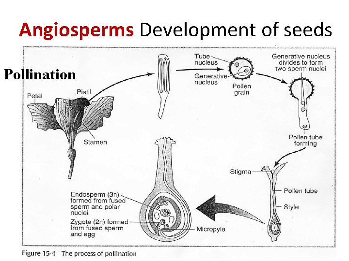 Angiosperms Development of seeds Pollination 