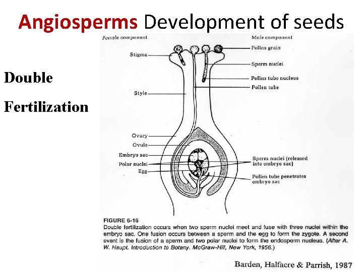 Angiosperms Development of seeds Double Fertilization 