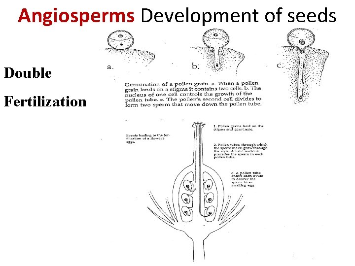 Angiosperms Development of seeds Double Fertilization 