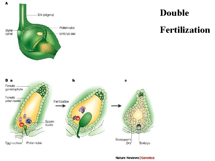 Double AN PN E SP PT Fertilization B N PG PN E PT C