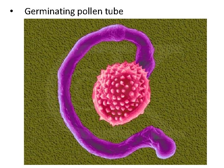  • Germinating pollen tube 