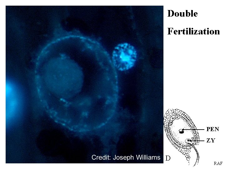 Double AN PN E SP PT Fertilization B N PG PN E PT 2