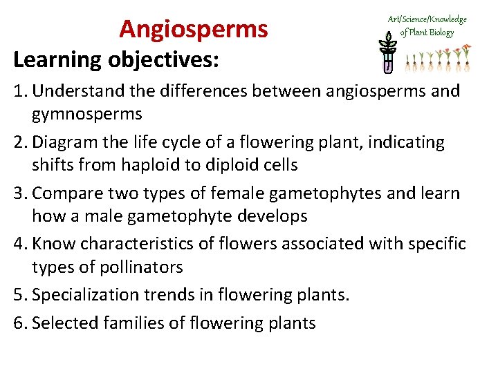 Angiosperms Art/Science/Knowledge of Plant Biology Learning objectives: 1. Understand the differences between angiosperms and