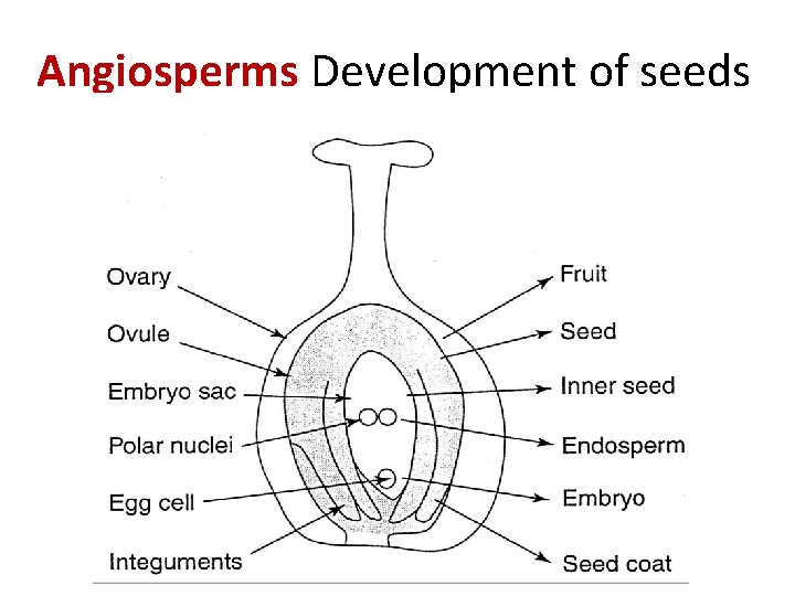 Angiosperms Development of seeds 