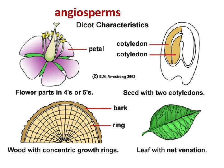 angiosperms 