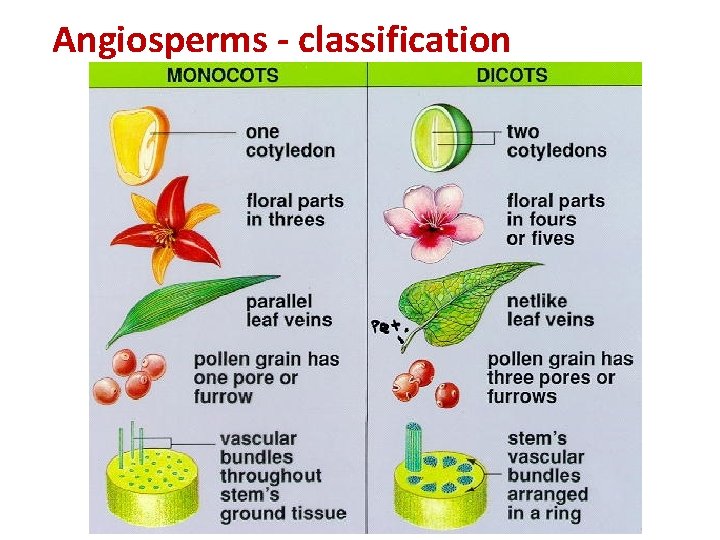 Angiosperms - classification 