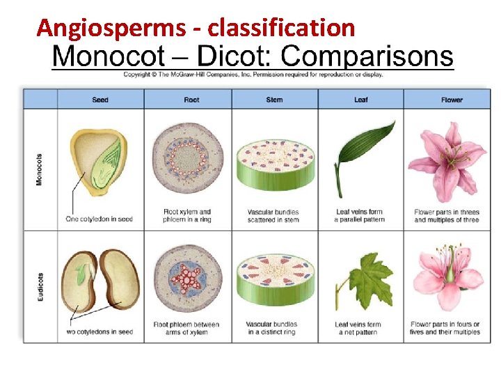 Angiosperms - classification 