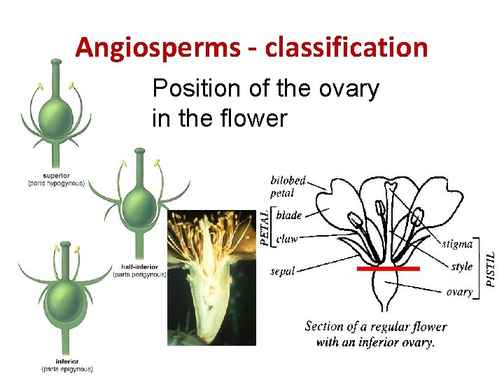 Angiosperms - classification Position of the ovary in the flower 