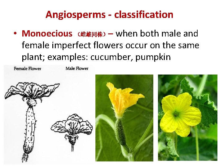 Angiosperms - classification • Monoecious （雌雄同株）– when both male and female imperfect flowers occur